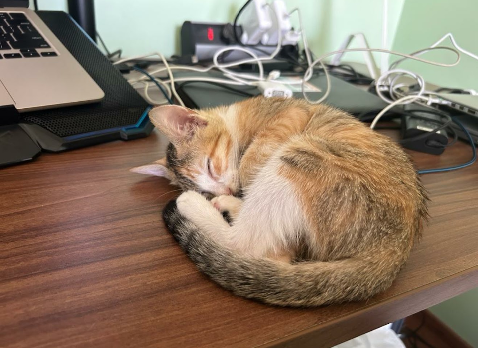 A calico kitten curled up asleep on a desk next to a laptop